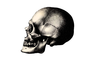 Skull Clipart Copia Image